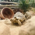 Leopard tortoise ( Stigmochelys pardalis ) active during the day.