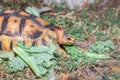 Leopard tortoise Stigmochelys pardalis on a green lawn eating vegetables