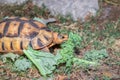 Leopard tortoise Stigmochelys pardalis on a green lawn eating vegetables