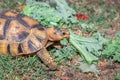 Leopard tortoise Stigmochelys pardalis on a green lawn eating vegetables