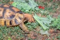 Leopard tortoise Stigmochelys pardalis on a green lawn eating vegetables