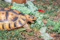 Leopard tortoise Stigmochelys pardalis on a green lawn eating vegetables