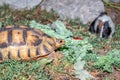 Leopard tortoise Stigmochelys pardalis on a green lawn eating vegetables