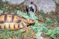 Leopard tortoise Stigmochelys pardalis on a green lawn eating vegetables