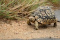 Leopard tortoise (Stigmochelys pardalis) Royalty Free Stock Photo