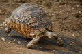 Leopard tortoise (Stigmochelys pardalis)