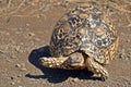 Leopard tortoise (Stigmochelys pardalis) Royalty Free Stock Photo