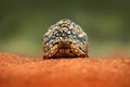 Leopard tortoise, Stigmochelys pardalis, on the orange gravel road. Turtle in the green forest habitat, Kruger NP, South Africa.