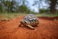 Leopard tortoise, Stigmochelys pardalis, on the orange gravel road. Turtle in the green forest habitat, Kruger NP, South Africa.