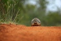 Leopard tortoise, Stigmochelys pardalis, on the orange gravel road. Turtle in the green forest habitat, Kruger NP, South Africa.