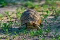 Leopard tortoise, Stigmochelys pardalis, on the orange gravel road. Turtle in the green forest habitat, Okavango delta in Botswana