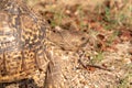 Leopard Tortoise Stigmochelys pardalis Royalty Free Stock Photo