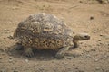 Leopard Tortoise Royalty Free Stock Photo