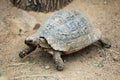 Leopard tortoise (Stigmochelys pardalis). Royalty Free Stock Photo