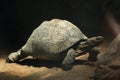 Leopard tortoise (Stigmochelys pardalis). Royalty Free Stock Photo
