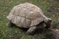 Leopard tortoise Stigmochelys pardalis. Royalty Free Stock Photo