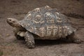 Leopard tortoise Stigmochelys pardalis. Royalty Free Stock Photo