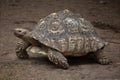 Leopard tortoise Stigmochelys pardalis.