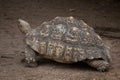 Leopard tortoise Stigmochelys pardalis. Royalty Free Stock Photo