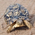 Leopard tortoise in track footprints Royalty Free Stock Photo