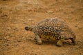 Leopard tortoise walking Royalty Free Stock Photo