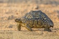 Leopard tortoise walking Royalty Free Stock Photo