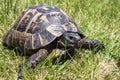 Leopard tortoise walking slowly on sand with his protective shell Royalty Free Stock Photo