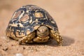 Leopard tortoise walking slowly on sand with protective shell Royalty Free Stock Photo