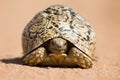 Leopard tortoise walking slowly on sand with protective shell Royalty Free Stock Photo