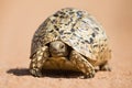 Leopard tortoise walking slowly on sand with protective shell Royalty Free Stock Photo