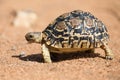 Leopard tortoise walking slowly on sand with protective shell Royalty Free Stock Photo