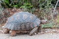 Leopard tortoise walking Royalty Free Stock Photo