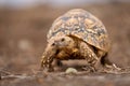 Leopard tortoise walks across savannah near pebble