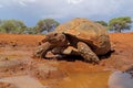 Leopard tortoise at a waterhole
