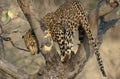 Leopard on a tree Royalty Free Stock Photo