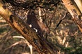 Leopard on a tree in an ambush. Fast attack. Royalty Free Stock Photo