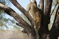 Leopard in tree Royalty Free Stock Photo