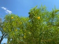 Leopard tree bloom yellow flower among green leaf on blue sky background Royalty Free Stock Photo