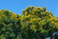 Leopard tree bloom yellow flower among green leaf on blue sky background Royalty Free Stock Photo