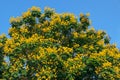 Leopard tree bloom yellow flower among green leaf on blue sky background