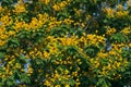 Leopard tree bloom yellow flower among green leaf Royalty Free Stock Photo