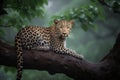Leopard tree branch in forest. Generate Ai Royalty Free Stock Photo