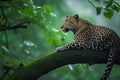 Leopard tree branch. Generate Ai