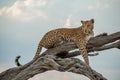 Leopard on a tree in Chobe National Park