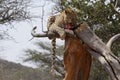 Leopard in tree eating meat Royalty Free Stock Photo