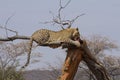 Leopard in tree eating meat, sideview