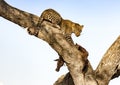 Leopard in defensive position up tree with kill Royalty Free Stock Photo