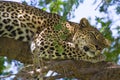 Leopard in tree eyes open Royalty Free Stock Photo