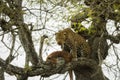 Leopard in a tree with its prey, Serengeti, Tanzania