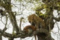 Leopard in a tree with its prey, Serengeti, Tanzania